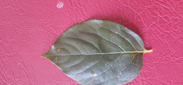 Identificação da planta Caqui por foto