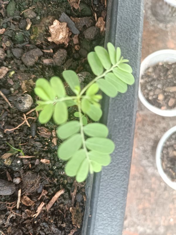 Identificação da planta Quebra-pedra por foto