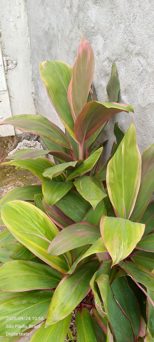 Identificação da planta Dracena por foto