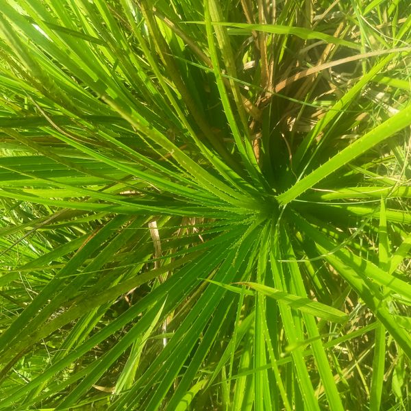 Identificação da planta Caraguatá por foto