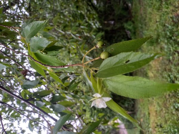 Identificação da planta Calabura por foto