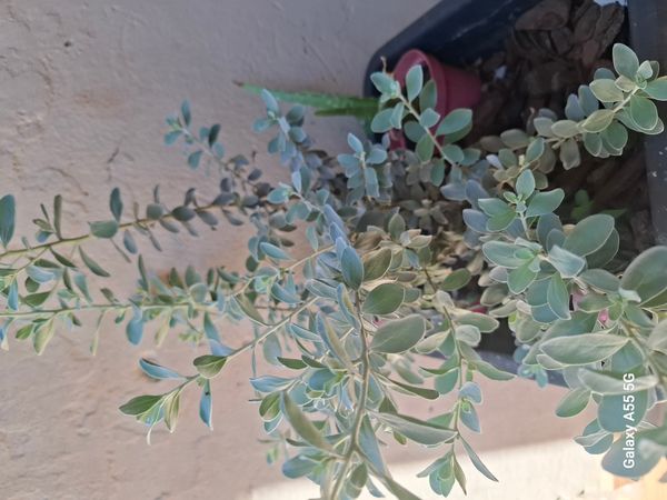 Identificação da planta Sálvia-do-Texas por foto