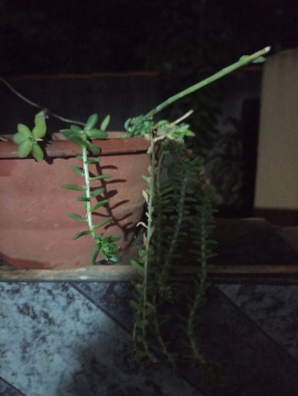 Identificação da planta sedum por foto