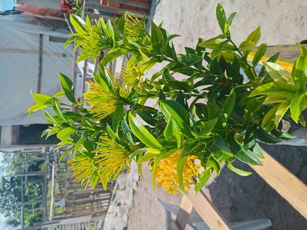 Identificação da planta Ixora por foto