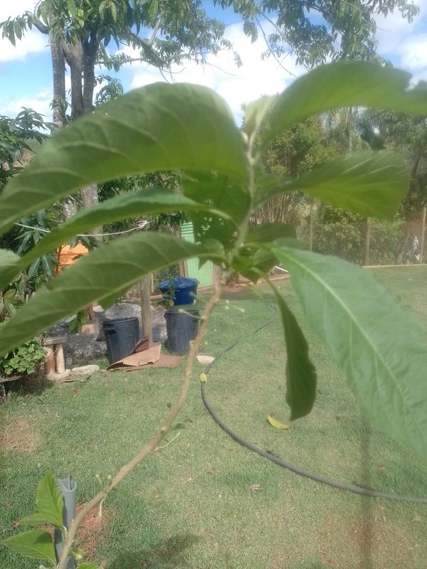 Identificação da planta Jasmim-do-pará por foto
