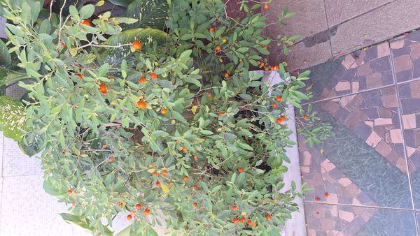 Identificação da planta Mata burro por foto