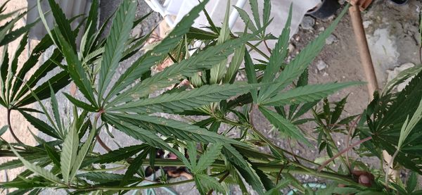 Identificação da planta Maconha por foto