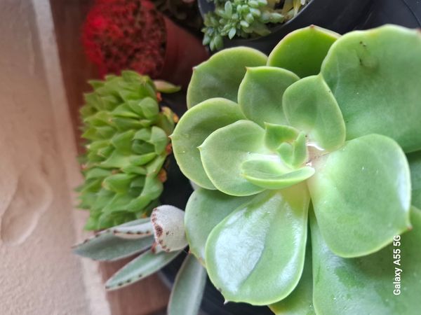 Identificação da planta Glauca por foto