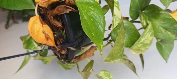Identificação da planta Jiboia por foto