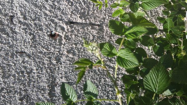 Identificação da planta Amora-silvestre por foto