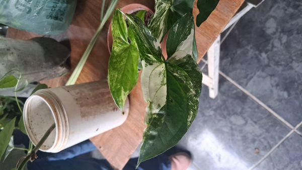 Identificação da planta Língua-de-cobra por foto