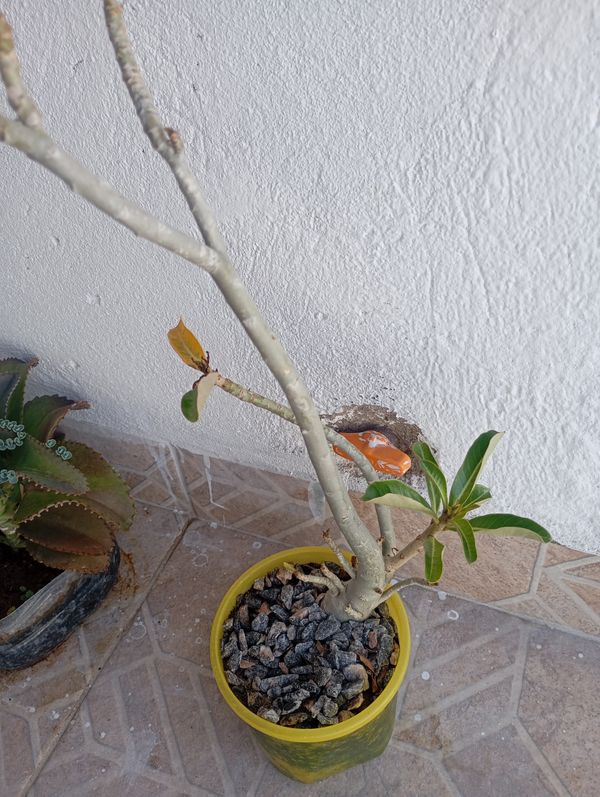 Identificação da planta Rosa-do-deserto por foto