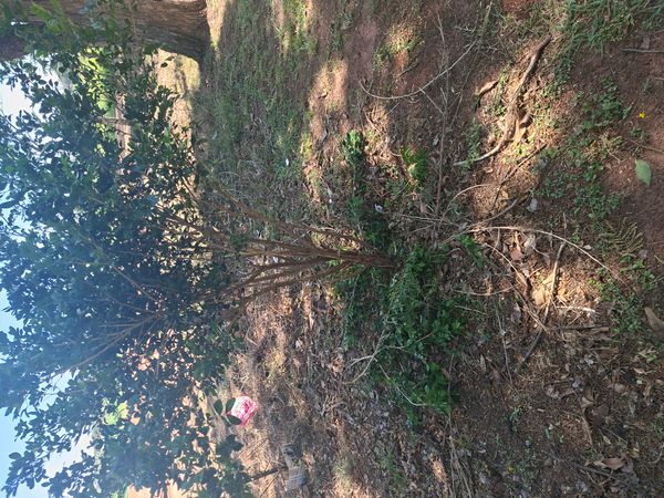 Identificação da planta hard pear por foto