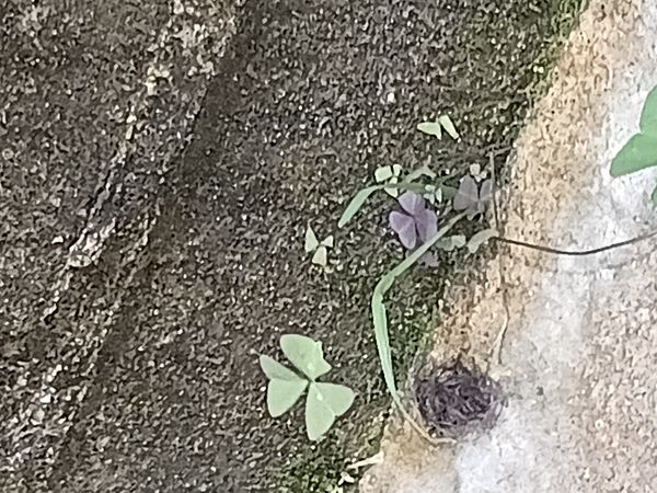 Identificação da planta Trevo negro por foto