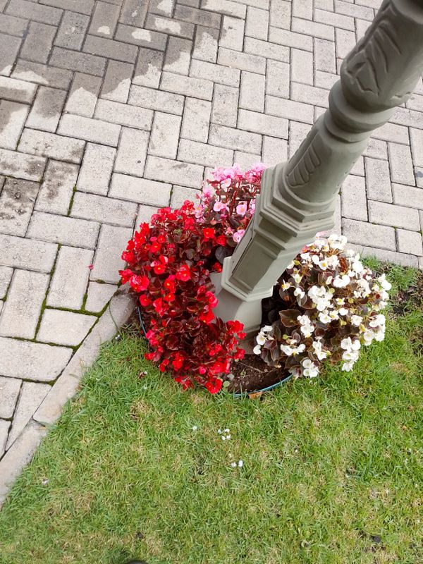 Identificação da planta Begônia por foto
