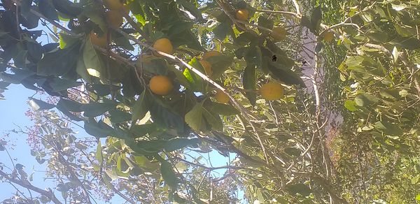Identificação da planta Desconhecido por foto
