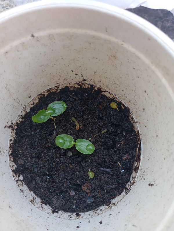 Identificação da planta Planta da amizade por foto