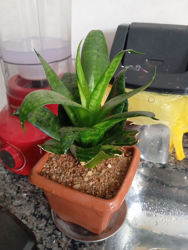 Identificação da planta Espada de São Jorge por foto