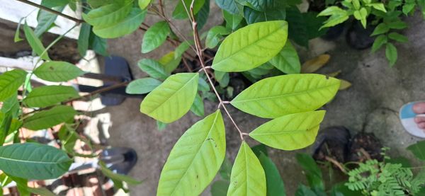 Identificação da planta Rambutan por foto