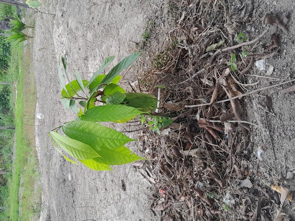 Identificação da planta Paguma ou Pawpaw por foto