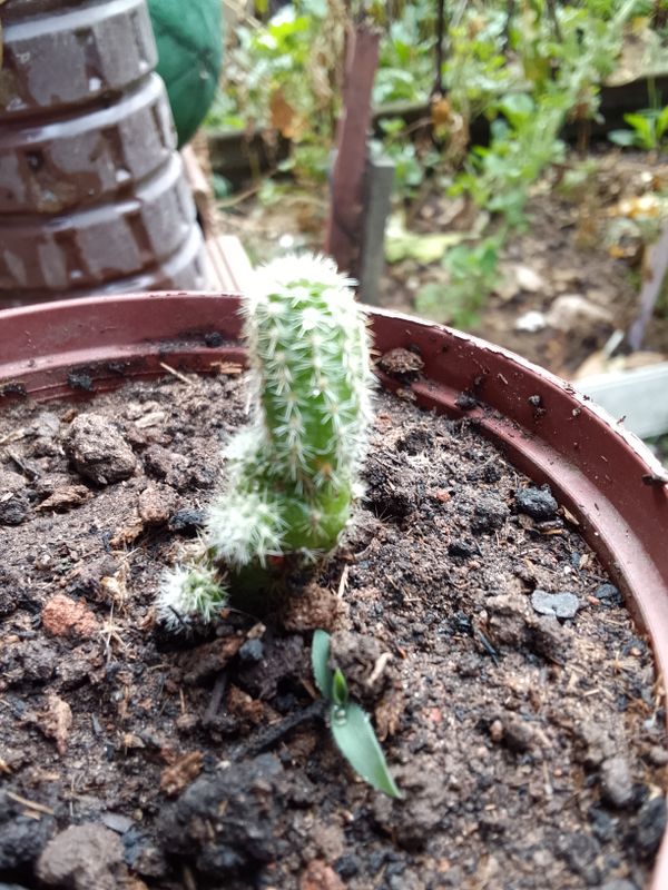 Identificação da planta Cacto-amendoim por foto