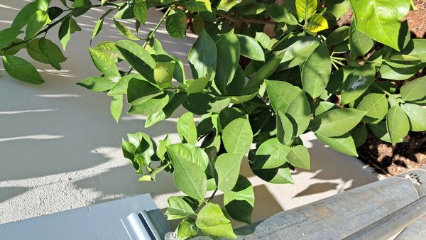 Identificação da planta Calamondin por foto