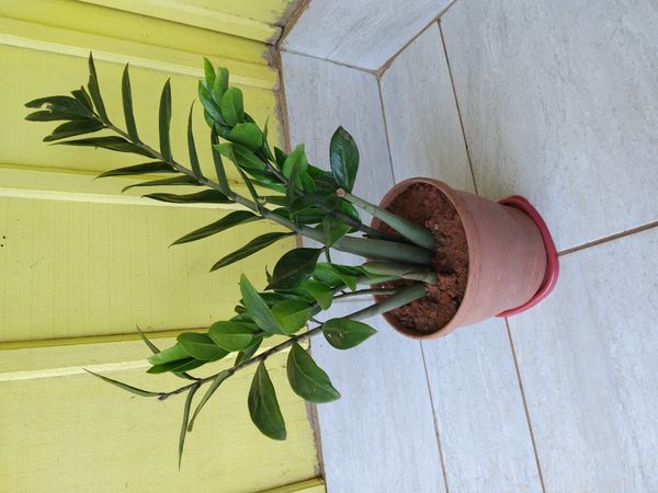 Identificação da planta Zamioculcas por foto