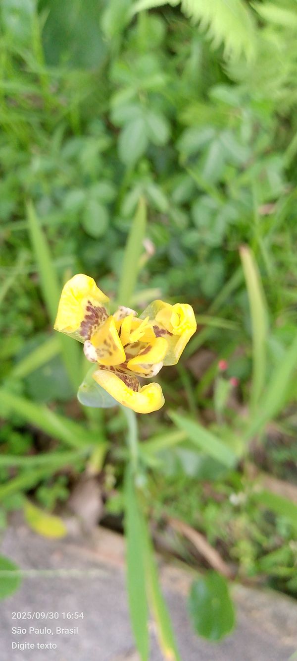 Identificação da planta Orquídea de chão por foto