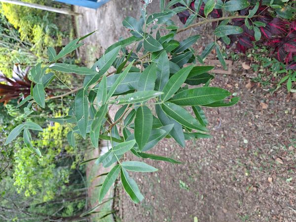 Identificação da planta Aroeira branca por foto