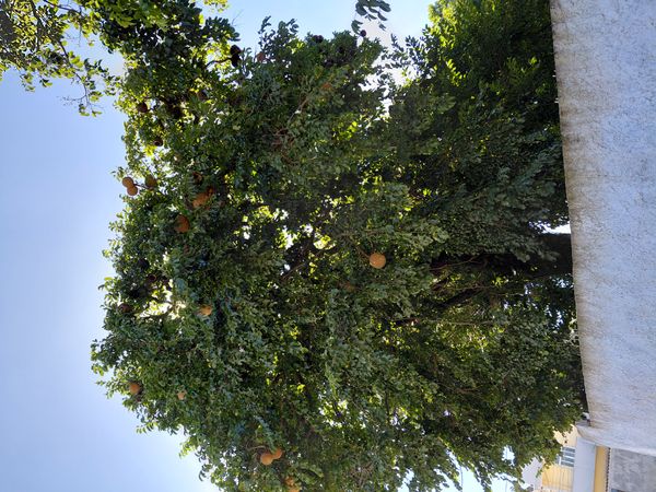 Identificação da planta Sapucaia por foto