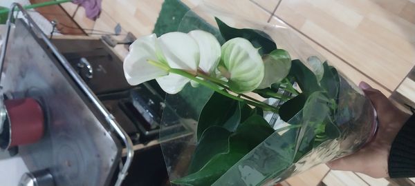 Identificação da planta Micro antúrio por foto