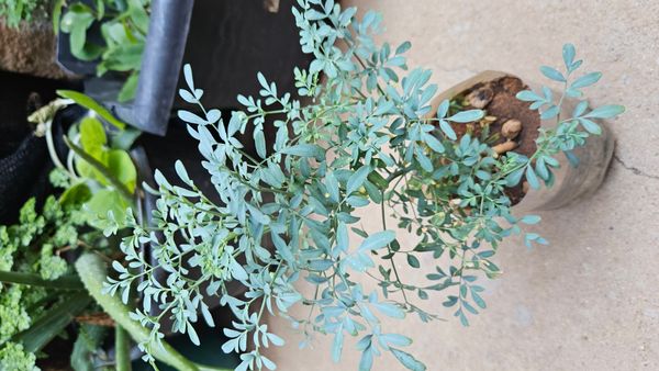 Identificação da planta Arruda por foto