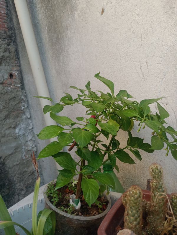 Identificação da planta Pimenta-de-cheiro por foto