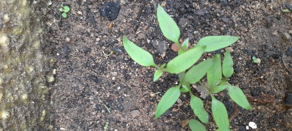 Identificação da planta Malagueta por foto