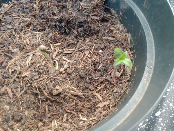 Identificação da planta Zinnia por foto