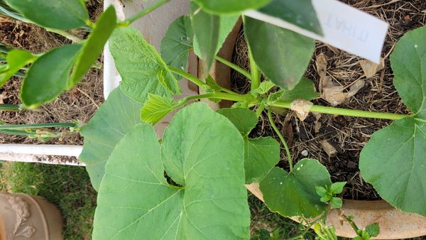 Identificação da planta Abóbora por foto