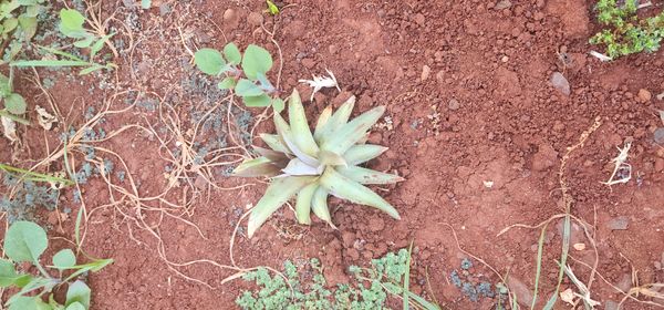 Identificação da planta agave por foto