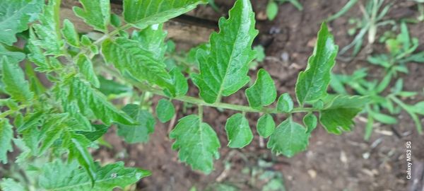 Identificação da planta Tomate cereja por foto