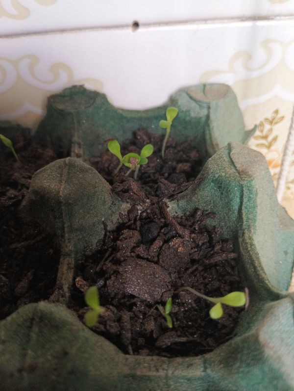 Identificação da planta Agrião por foto