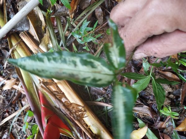 Identificação da planta Língua-de-cobra por foto