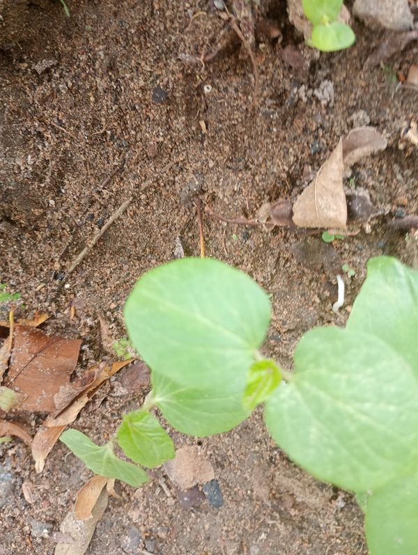Identificação da planta Erva-de-vidro por foto