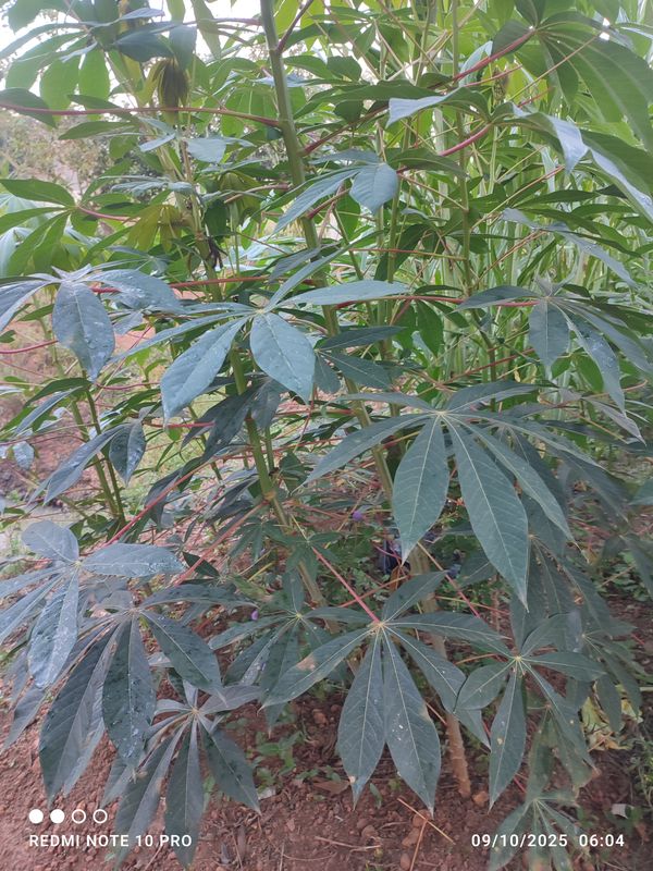 Identificação da planta Mandioca por foto