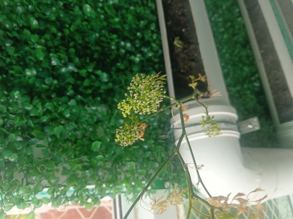 Identificação da planta Salsa por foto