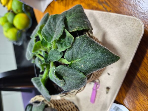 Identificação da planta Violeta por foto