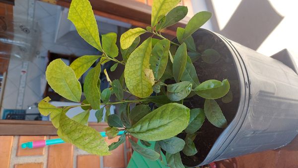 Identificação da planta Erva-mate por foto