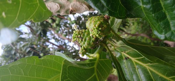 Identificação da planta Noni por foto