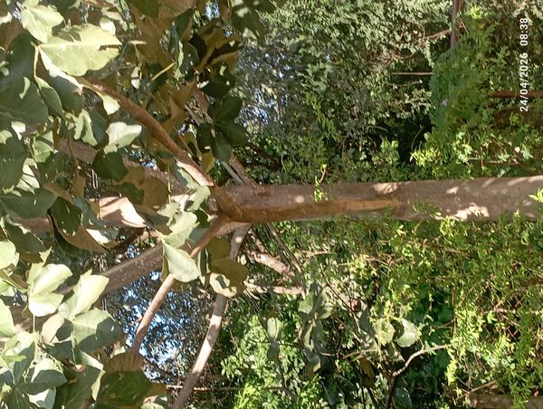 Identificação da planta Manduvi por foto