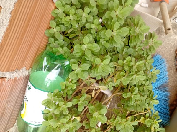 Identificação da planta Coração-roxo por foto