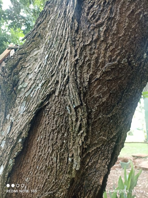 Identificação da planta Manga por foto