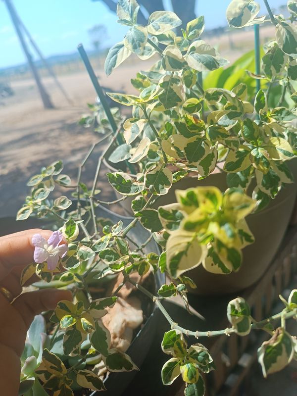 Identificação da planta Rabo-de-gato por foto